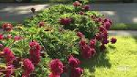 How to Stake Tall Perennials - YouTube