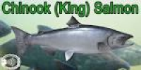 Fishbone Knives | Fishing Sets | King Salmon