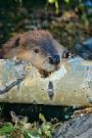 70 best Beavers/Muskrats images on Pinterest | Beavers, Otters and ...