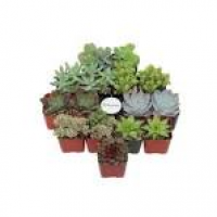6 in. Assorted String of Pearls Hanging Basket Plant-0881004 - The ...