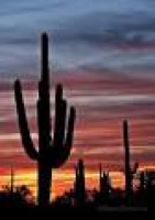 Saguaro National Park Arizona. | Scottsdale | Pinterest | Tucson ...