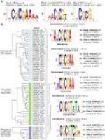 Gene duplication and co-evolution of G1/S transcription factor ...