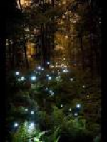 507 best Enchanted Nature images on Pinterest | Birds, Forests and ...