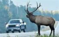 Montana to allow eating of roadkill elks, moose and antelope ...