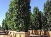 Ficus Nitida Columns (Indian Laurel) | Evergreen Trees - Moon ...