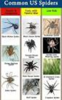 253 best Insects, Bugs, Arachnids and Pest control images on Pinterest