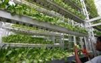 Seniors and Vertical Farming, Together at Last | Vertical farming ...