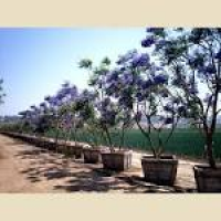 Jacaranda mimosifolia (acutifolia) - Lavender - Flower Color ...