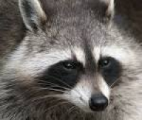 How do You Get Rid of Raccoons? Tips and Tales on Raccoons and ...
