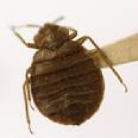 Your Roommate In The Nursing Home Might Be A Bedbug : Shots ...