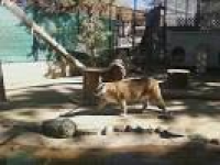 Mountain Lion - Picture of Big Bear Alpine Zoo at Moonridge, Big ...