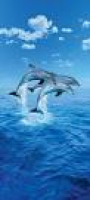 Best 25+ Dolphins ideas on Pinterest | A dolphin, What is a ...