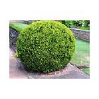 Japanese Boxwood, Buxus micropylla japonica, Landscaping, Privacy ...