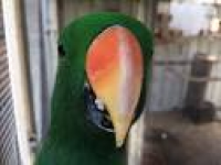 eclectus parrot for sale | Birds | Gumtree Australia Free Local ...