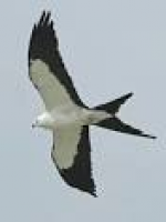 Google Image Result for http://www.thecenterforbirdsofprey.org/img ...