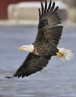 Birds of the Bible – Eagle's Renewal | Lee's Birdwatching ...