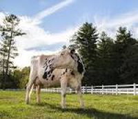 Arethusa Farm | Farm in Litchfield, CT | Dairy | Restaurant & Cafe