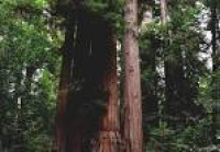 Henry Cowell Redwoods State Park - Redwood Forest Near Santa Cruz