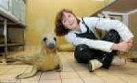 Seal pups washed up on East Coast have RSPCA staff working to keep ...