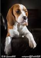 153 best My Beagles images on Pinterest | Beagles, Beagle puppies ...