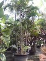 52 best Florida Wholesale Plant Nursery, Homestead Palm Nursery ...