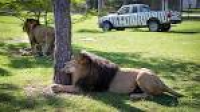 Photos: Lion Country Safari 08-16-2017