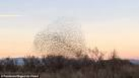 Starlings in stunning formations as they fight off falcon | Daily ...