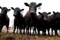 U.S. will soon export beef to China – a market estimated to be ...