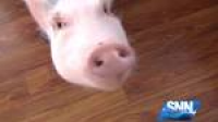 Video Report: Venice family hopes this little piggy stays home ...