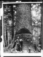 Lumberjack - Wikipedia