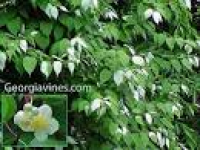 Actinidia polygama Silver Vine VERY RARE 10 seeds | eBay
