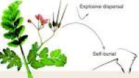 The mechanics of explosive dispersal and self-burial in the seeds ...