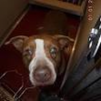 Douglasville, Georgia - American Pit Bull Terrier. Meet Cindy Lou ...