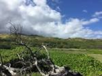 Hawaiian Islands Land Trust | Protecting Hawaii Land for ...