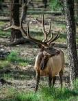 142 best Elk images on Pinterest | Bull elk, Elk hunting and ...