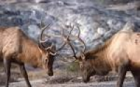 Idaho man won't fight charges that he stole elk semen from ranch ...