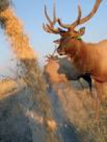YOUR PLATE: Feeding Time on the Elk Farm | Southern Idaho Local ...