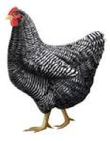 Barred Plymouth Rock Chickens: Heritage Poultry Breeds