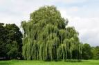 Buy Weeping Willow Tree online $12.99, Get free shipping!