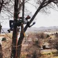 Battle Born Tree Trimming LLC - Elko, Nevada | Facebook