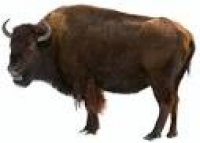 The great American bison | Need to Know | PBS