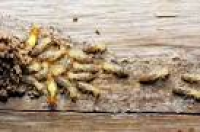 Get Rid Of Termites | Quad Cities Area | Iowa-Illinois Termite ...