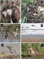Management of Wetlands for Wildlife | SpringerLink