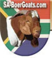 South African Boer Goats Breeders Directory