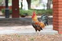 Meet the fixer for Ybor City's prized chickens