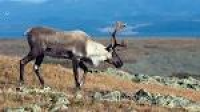 Backcountry Skiing Is Hurting Canada's Endangered Caribou ...