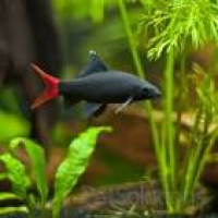 Best 25+ Aquarium fish ideas on Pinterest | Tropical fish aquarium ...