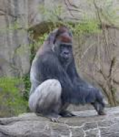 Western lowland gorilla - Wikipedia
