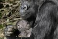 Zoo's Baby Gorilla is a Girl | At the Smithsonian | Smithsonian