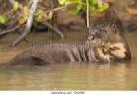 Giant River Otter Stock Photos & Giant River Otter Stock Images ...